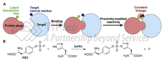 共价蛋白质药物作用过程，参见：Lei Wang et al, 10.1016/j.cell.2020.05.028