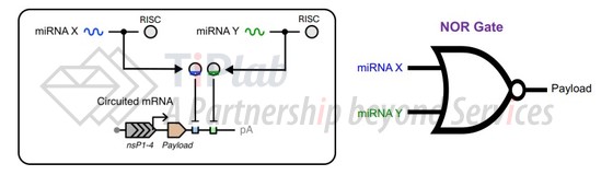 STX-003 电路设计，来源：Strand Therapeutics