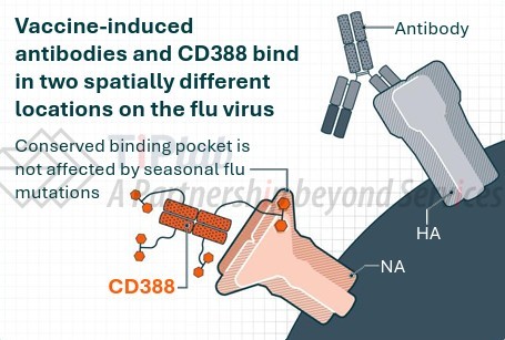 参见：Cidara官网