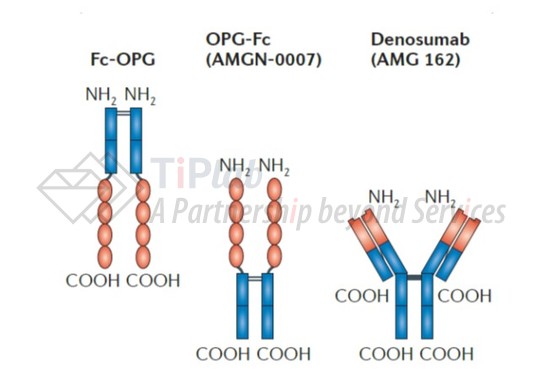 参见Lacey DL, et al. Nature reviews Drug discovery. 2012 May;11(5).
