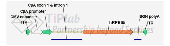 参见:Spark Therapeutics Briefing Document