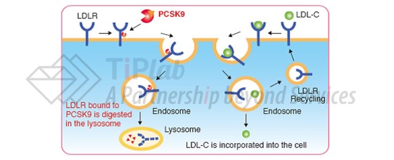 参见:https://biocsite.wordpress.com/what-is-psck9/