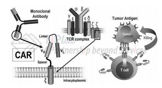 参见 Ramos CA等,Chimeric antigen receptor (CAR)-engineered lymphocytes for cancer therapy. Expert Opin Biol Ther. 2011 Jul;11(7):855-73.