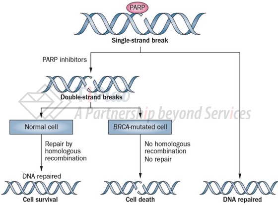 PARP抑制剂的“合成致死”机制,参见:Sonnenblick, A., et al. Nature reviews Clinical oncology, 2015, 12(1), 27.