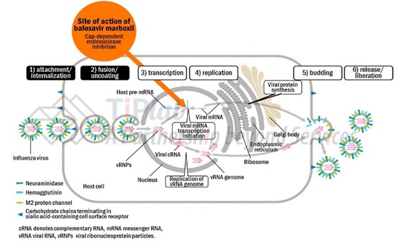 流感病毒感染细胞过程,参见:Takeshi Noshi, et al. Antiviral Research 160 (2018) 109–117.