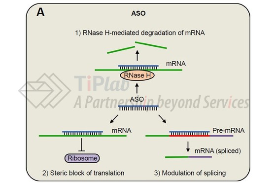 参见:Mathew, Veena, and Annabel K. Wang. Drug design, development and therapy 13 (2019): 1515.