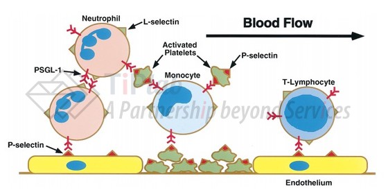 PSGL-1与P-和L-选择素结合介导的多细胞相互作用 参见:McEver R P, et al. Journal of Clinical Investigation. 1997 Aug 1; 100(3): 485–491