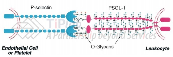 P-选择素与PSGL-1相互作用的模型 参见:McEver R P, et al. Journal of Clinical Investigation. 1997 Aug 1; 100(3): 485–491