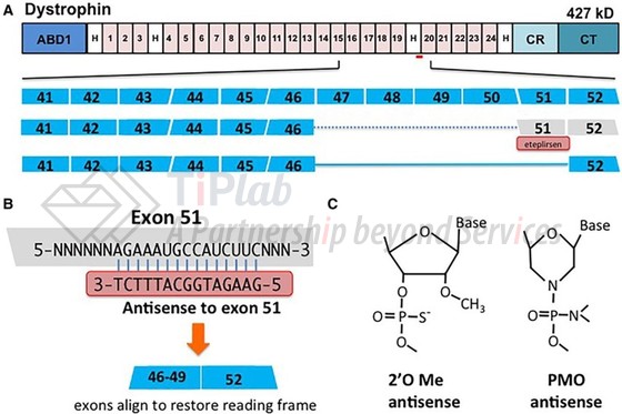 参见: Mutation-Based Therapy for Duchenne Muscular Dystrophy, doi: 10.1161/CIRCULATIONAHA.117.028382