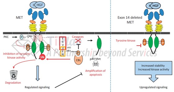 参考文献:Exon 14 Deleted MET Receptor as a New Biomarker and Target in Cancers, doi: 10.1093/jnci/djw262