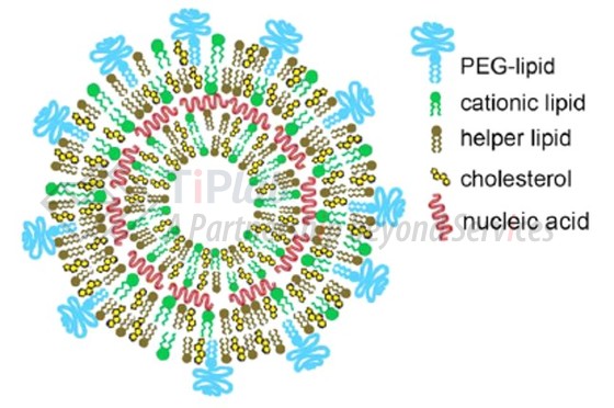 核酸插在脂质双分子层之间(参见:org/10.1021/acsnano.1c04996)