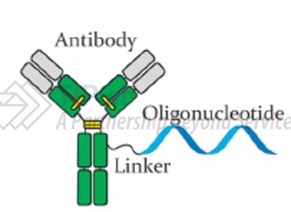 AOC示意图(DOI:10.1021/acs.bioconjchem.9b00306)