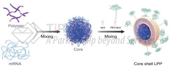 LPP制备示意图(DOI:org/10.1021/acsomega.1c01755)