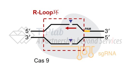 图1 CRISPR/Cas9系统的基因编辑示意图(改编自doi: 10.1038/s41587-020-0561-9)