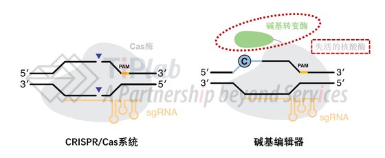 图3 CRISPR/Cas系统和碱基编辑器结构(改编自doi: 10.1038/s41587-020-0561-9)