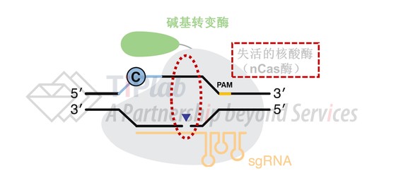 图5 使用nCas酶的碱基编辑器结构(改编自doi: 10.1038/s41587-020-0561-9)