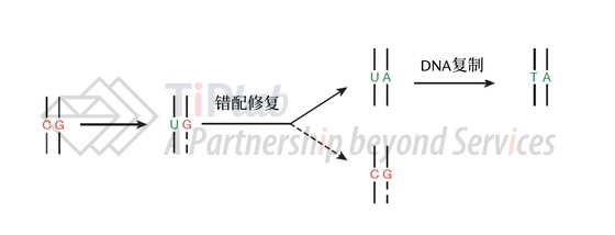图6 错配修复途径提高碱基编辑效率的机制(改编自doi:10.1038/nature17946)