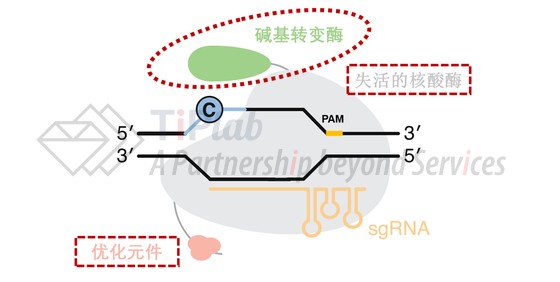 图7 含优化元件的碱基编辑器结构(改编自doi: 10.1038/s41587-020-0561-9)