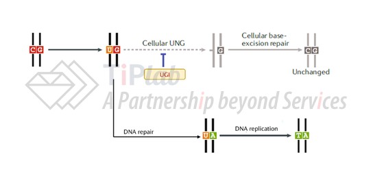 图8 含UGI的碱基编辑器的作用机制(改编自doi: 10.1038/s41576-018-0059-1)