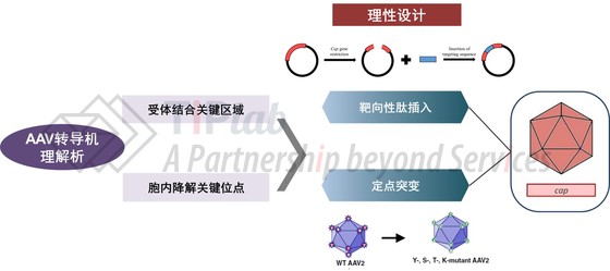理性设计手段(改编自doi:10.3390/pharmaceutics13050750, doi:10.1016/j.omtm.2019.01.008)