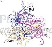 AAV2中影响HSPG结合的关键氨基酸(doi: 10.1007/978-1-61779-370-7_3)