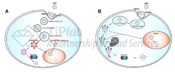 关键氨基酸介导的衣壳降解(doi: 10.1016/j.omtm.2019.01.008)