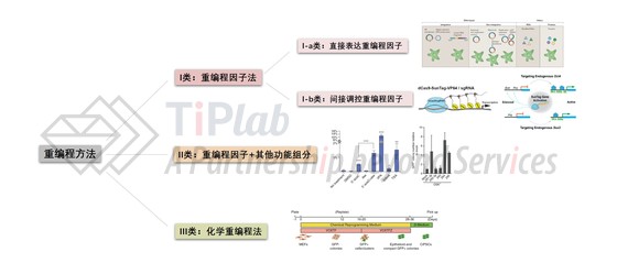 重编程方法分类示意图(图中图示截取自DOI: 10.1038/nrg2937; DOI: 10.1016/j.stem.2017.12.001; DOI: 10.1038/nbt1418; DOI: 10.1038/nbt.1535; DOI: 10.1126/science.1239278)