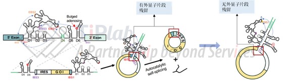 Group Ⅱ intron的改进（参见DOI: https://doi.org/10.1101/2022.05.31.494115）