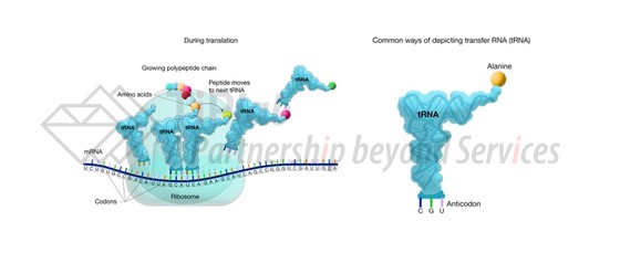 图1,截取自https://www.genome.gov/genetics-glossary/Transfer-RNA