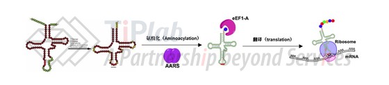 图2,tRNA加工过程,改编自DOI:10.3389/fgene.2014.00158