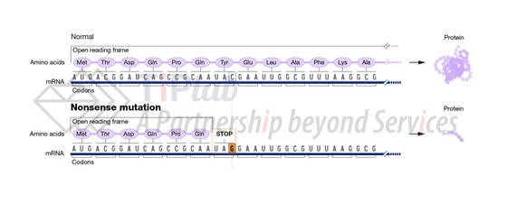 图2,无义突变(截取自https://www.genome.gov/genetics-glossary/Nonsense-Mutation)