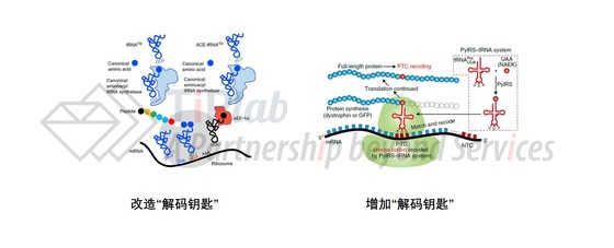 图1 工程化tRNA疗法设计思路(截取自DOI: 10.1038/s41467-019-08329-4;DOI: 10.1038/s41551-021-00774-1)