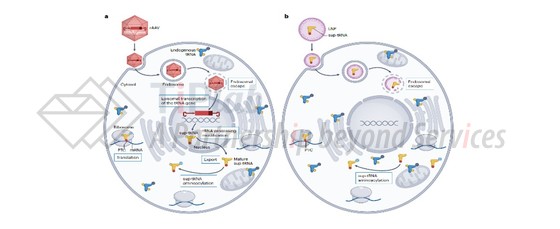 图6,AAV递送与LNP递送工程化tRNA示意图(DOI: 10.1038/s41573-023-00829-9)