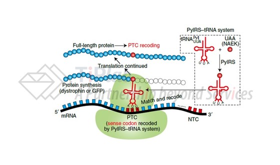 图3 PyIRS-tRNA system(DOI: 10.1038/s41551-021-00774-1)