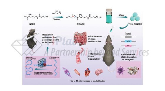 图4 UAA离子液体用于tRNA疗法(DOI: 10.1002/advs.202306792)
