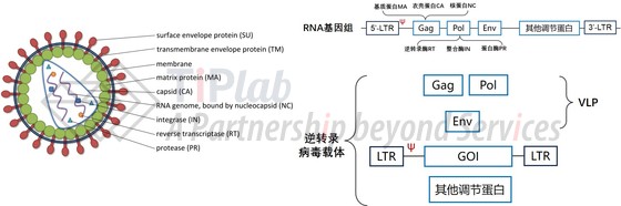 图1 逆转录病毒颗粒及其衍生的病毒载体和VLP(改编自doi: org/10.13070/mm.en.3.174)