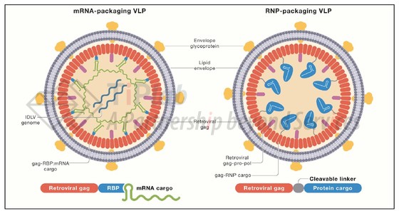 图2 VLP递送mRNA和RNP(doi: 10.1016/j.cell.2022.03.045)