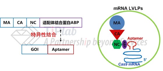 图1 基于适配体-适配体结合蛋白的VLP-mRNA递送(改编自doi: 10.1093/nar/gkz605)