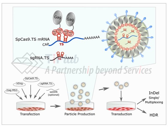 图2 基于MS2体系的VLP-(Cas9 mRNA+sgRNA)递送(参见doi: 10.1016/j.omtn.2018.09.006)