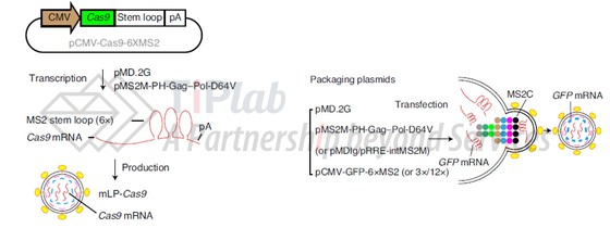 图3 mLP-Cas9系统(参见doi: 10.1038/s41551-020-00656-y)