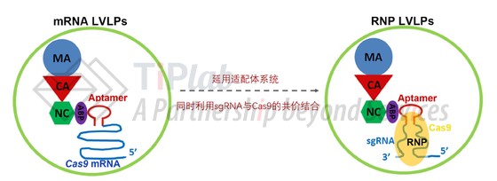 图4 VLP-mRNA衍生的适配体体系应用到VLP-RNP(改编自doi: 10.1093/nar/gkz605)