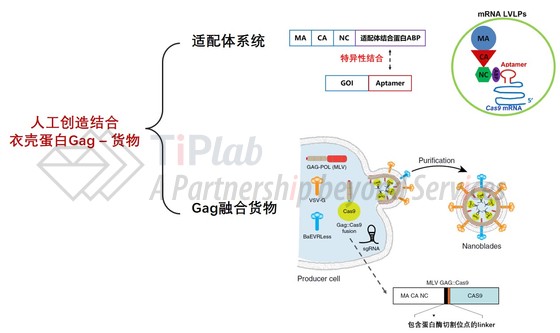 图1 VLP包装mRNA和蛋白的主要技术手段(改编自doi: 10.1093/nar/gkz605; doi: 10.1038/s41467-018-07845-z)