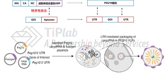图2 SEND递送系统(改编自doi: 10.1126/science.abg6155)