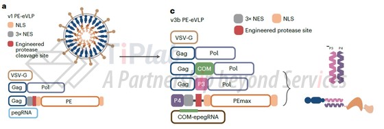 图3 David 针对VLP-PE的系统优化(改编自doi: 10.1038/s41587-023-02078-y)