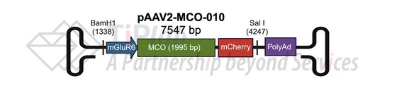 AAV2 基因表达盒 vMCO-010,参见:10.1016/j.ymthe.2025.03.031