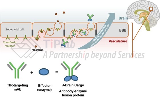 J-Brain Cargo将治疗药物穿越血脑屏障的作用机制，参见：A new avenue for CNS biotherapeutics