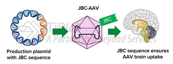 J-Brain Cargo （JBC） 应用于 AAV，参见：Breaking through the blood-brain barrier