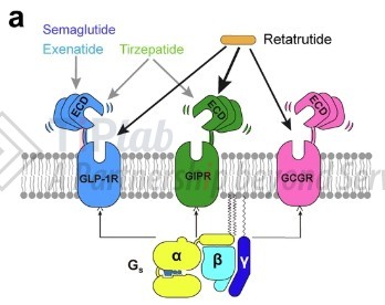 参见：https://doi.org/10.1038/s41421-024-00700-0