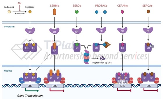 参见：https://doi.org/10.1038/s41523-023-00523-4