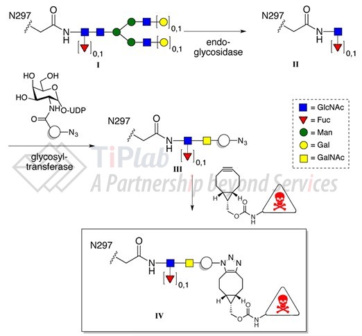 参见：DOI: 10.1021/acs.bioconjchem.5b00224